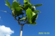 Magnolia biała karłowa szczepiona na pniu inna