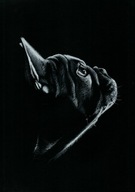 BULDOG FRANCUSKI PIES - Rysunek obraz na prezent - A4