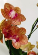 PHALENOPSIS storczyk multiflora penny love