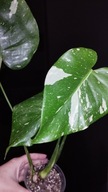 Monstera Thai Constellation variegata