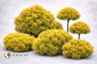 ZŁOTE Sosny górskie, kosodrzewiny - WIELE ODMIAN DO WYBORU