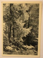 GÓRY ŚWIĘTOKRZYSKIE. Modrzewie na Górze Chełmowej, CZYSTA