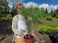 Sosna żółta 52-56cm