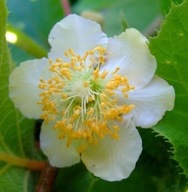 Aktinidia 'Atlas' – zapylacz dla kiwi, dekoracyjne pnącze do ogrodu MĘSKIE