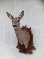 medalion sarny kozy samicy trofea lowiectwo eksponat