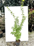 Klon palmowy GOING GREEN sadzonka doniczka 3 l