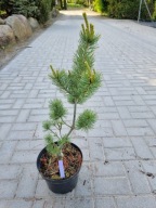 Sosna drobnokwiatowa Pinus parviflora 'Kin-sho-Chuba' NA BIG BONSAI