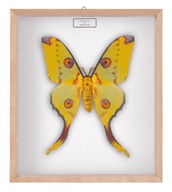 Motyl w gablotce Argema mitrei - samica 2