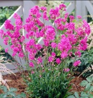 Firletka smółka - 1000 nasion