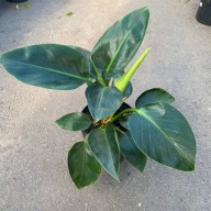 Philodendron Filodendron green pricess SADZONKA 30 cm