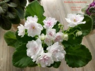 Fiołek afrykański @sadzonka @Kentucky Gooseberries@ semiminiatura@