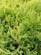 Tuja hoseri w doniczce i inne . Zamówienie