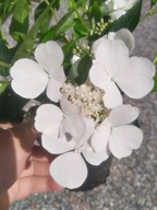 Hortensja RUNAWAY BRIDE Snow White (uciekająca panna młoda)