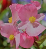 Begonia semperflorens Brasil Pink ZESTAW 10 SIEWEK PIĘKNE KWIATY