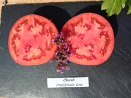 Pomidor Church ponad 100 letnia odmiana malinowa nasiona kolekcjonerskie