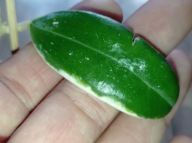 Hoya Hoja VERTICILLATA ALBOMARGINATA ukorzeniona