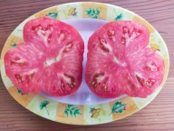 Pomidor Miedwieża Łapa wczesny rosyjski nasiona kolekcjonerskie