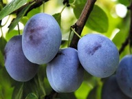 Śliwa WĘGIERKA DĄBROWICKA-Deserowa