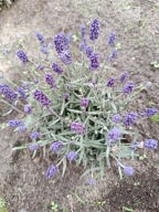 Lawenda CIEMNA wąskolistna IMPERIAL GEM w doniczce P9 10-20 cm