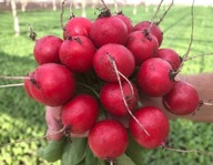 Rzodkiewka Fortunella - nasiona holenderskie duża paczka XXL 100 sztuk ***