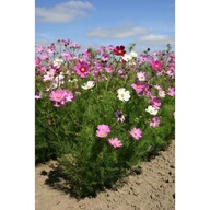 ONĘTEK KOSMOS MIX 100 sztuk sadzonki 20 cm z gołym korzeniem miododajna