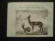 gazela skoczka skalna, oryg. 1834