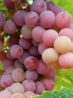 WINOROŚL Sadzonki winogron-EINSET SEEDLES - odmiana bezpestkowa -30C