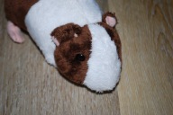 pluszak maskotka fajna świnka morska Althans Club