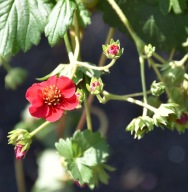Truskawka zwisająca Fragoo Summer Breeze Rose