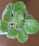 FIOŁEK AFRYKAŃSKI ### ND KWAZAR ### 1LIŚĆ