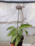 żyworódka Kalanchoe daigremontiana M