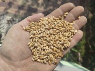 Pszenżyto ekologiczne od rolnika 25 kg dla kur konsumpcyjne