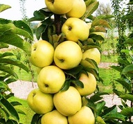 jabłoń KOLUMNOWA żółta jesienna