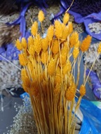 Trawy Mozga Kanar naturalna susz suszona trawa bukiet żółta