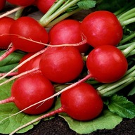 Rzodkiewka Saxa 3 wczesna czerwona okrągła nasiona duża paczka XXL 100 szt.