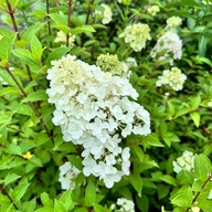 Hortensja bukietowa 'Sundae Fraise’ (Hydrangea paniculata)