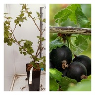 Porzeczkoagrest "Josta" Pyszne Czarne Owoce Bezkolcowa Zdrowa Sadzonka C2!