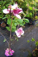 Magnolia karłowa szczepiona czerwona inna