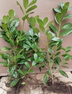 LAUROWIŚNIA NOVITA PIĘKNA DUŻA SADZONKA 60-80 cm ZIMOWA PROMOCJA