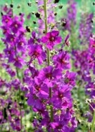 Dziewanna Ogrodowa Mix Kolorów Sadzonka P9