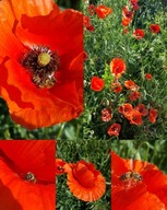 KWIATY MAKI HABER MIODODAJNE NASIONA DLA PSZCZÓŁ MIESZANKA KWIATOWA