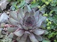 Rojnik EUGENIA Sempervivum