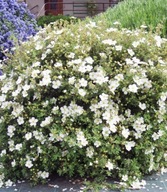 PIĘCIORNIK TILFORD CREAM NA NISKI ŻYWOPŁOT ŁATWY W UPRAWIE KREMOWO-BIAŁY