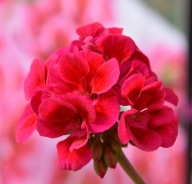 Pelargonia INTERSPECIFIC LTD Mojo Cranberry Splash