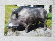 KORNOWAC REGION RACIBÓRZ DZIK