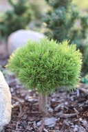 ZJAWISKOWA ODMIANA Sosna górska, kosodrzewina 'Rysy' NA PNIU C5