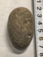 Agat mszysty muszlowy