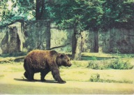WROCŁAW - ZOO - NIEDŹWIEDŹ BRUNATNY