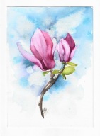 magnolia, kwiaty, akwarela, oryginał, format A5