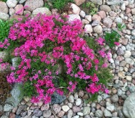 Floks szydlasty - Phlox subulata p9 różowoczerwony